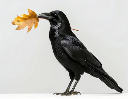 カラス カラスの写真