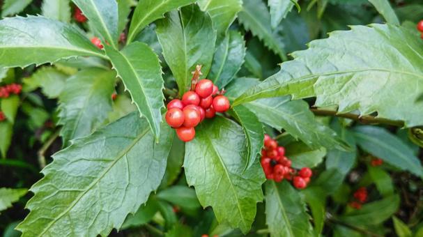 鎮国時の南天 南天,実,鎮国時の写真素材