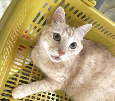 Photo, cat, shopping, basket, 