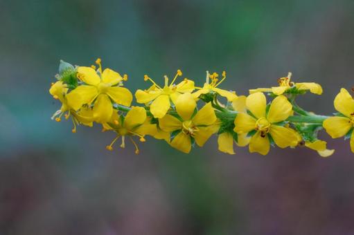 秋の野に咲くキンミズヒキの花 秋の野に咲くキンミズヒキの花の写真