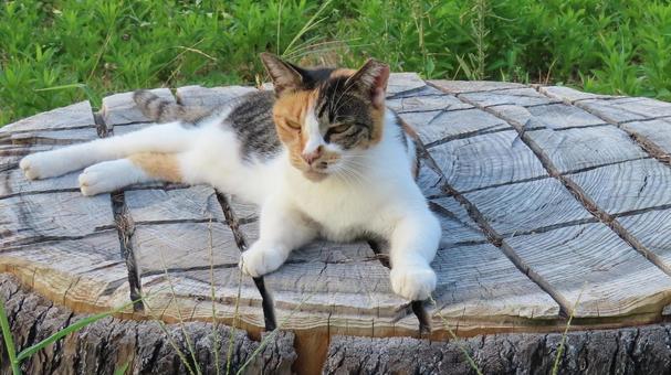 切り株の上で涼むもふもふな三毛猫 切り株の上で涼むもふもふな三毛猫 三毛猫,猫,快適の写真素材