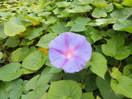 朝顔の写真