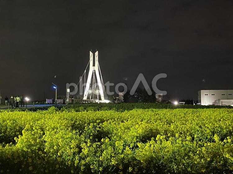 菜の花畑と外野橋 菜の花,菜の花畑,外野橋の写真素材
