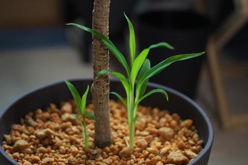 新芽のコルジリネ 新芽のコルジリネ 観葉植物,コルジリネ,マリモの写真素材