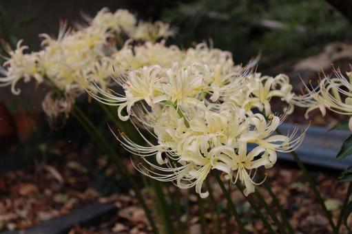 白い彼岸花の写真