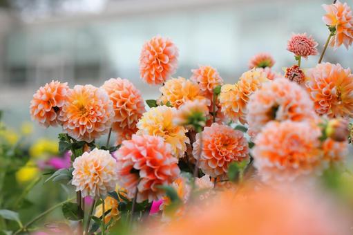 オレンジ色のダリアの花 ダリア,ポートライトペアビューティー,オレンジ色の写真素材