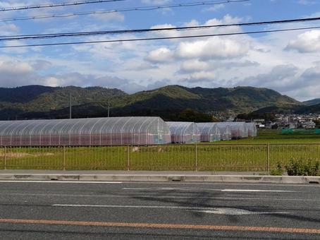 国道沿いのビニールハウス ビニールハウス,田園,農業の写真素材