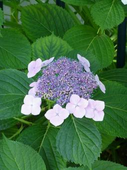 初夏の花壇で開花したアジサイ 初夏の花壇で開花したアジサイの写真