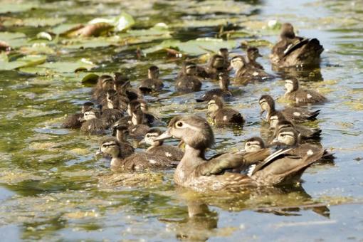 Photo, creatures, animal, birds, 