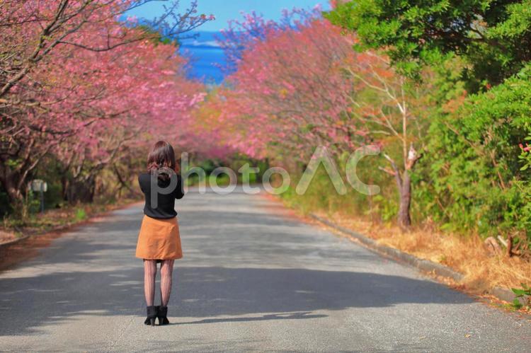 桜並木と女性 おきなわ,エメラルドグリーン,オキナワの写真素材