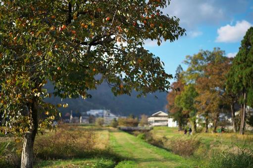 Persimmon tree on a farm road, JPG
