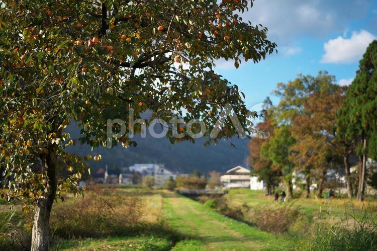 農道の柿の木 柿,木,農道の写真素材