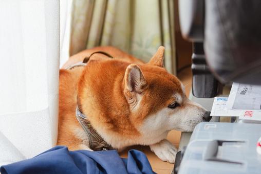 A Shiba Inu relaxing with its chin resting on the legs of a massager, shiba inu, shortly, japanese dog, JPG