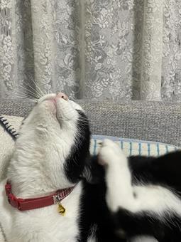 くつろぐ猫 ねこ,ネコ,ペットの写真素材