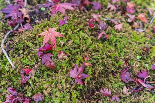 Photo, fallen leaves, autumn leaves, green, 