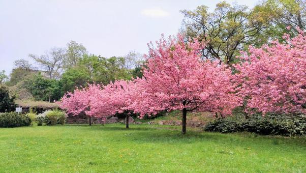 Double cherry blossoms in the park, JPG