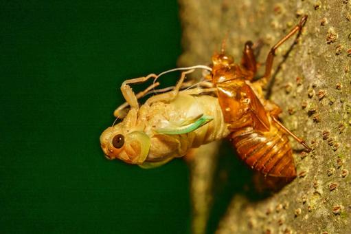 深夜に羽化の途中のアブラゼミの幼虫 深夜に羽化の途中のアブラゼミの幼虫 アブラゼミ,セミ,羽化の写真素材