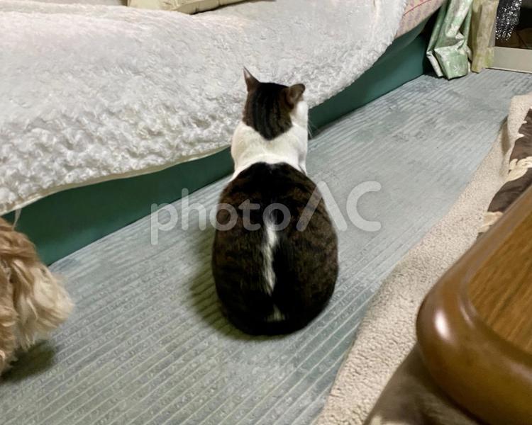 お座りをするキジ白猫さんの後ろ姿 猫,可愛い,キジシロの写真素材