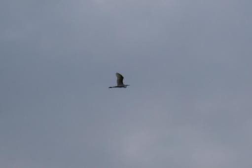 飛行する鳥 飛行する鳥の写真
