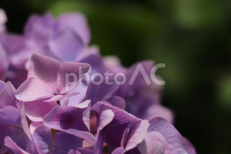 紫色のアジサイ　クローズアップ 紫陽花,アジサイ,梅雨の写真素材