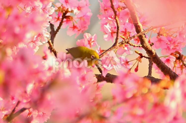 メジロの戯れ１１ 植物,ピンク色の花,メジロの写真素材