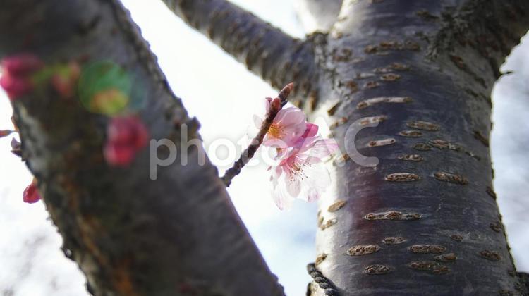 桜の木 花,桜,卒業式の写真素材
