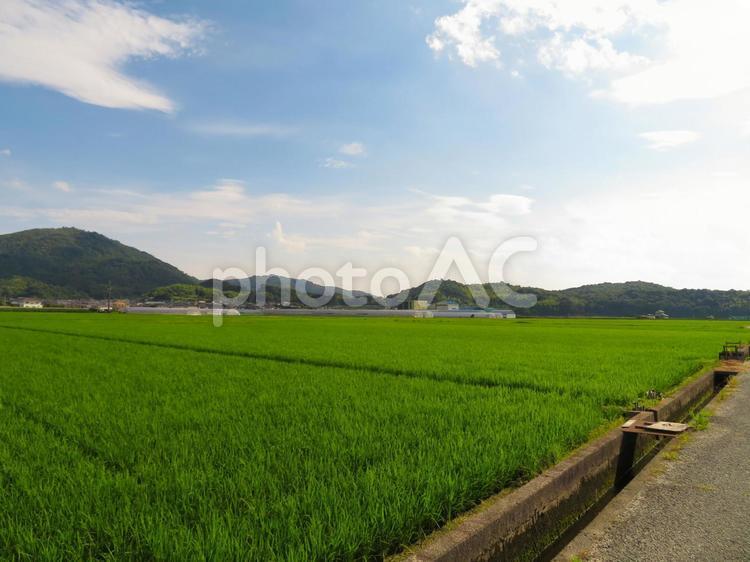 岡山県総社市の田園風景と山並み（3） 田園,田んぼ,山の写真素材