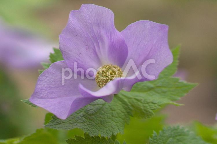 満開で微笑むシラネアオイ 5月,いやし,うつくしいの写真素材