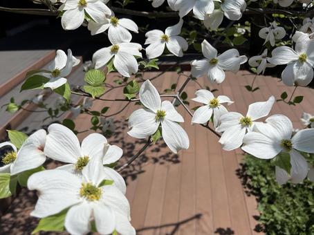 Photo, flower, garden tree, white flower, 