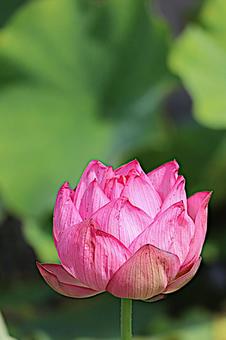 綺麗なハスの花 綺麗なハスの花の写真