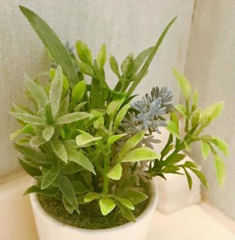 観葉植物 観葉植物,観葉,植物の写真素材