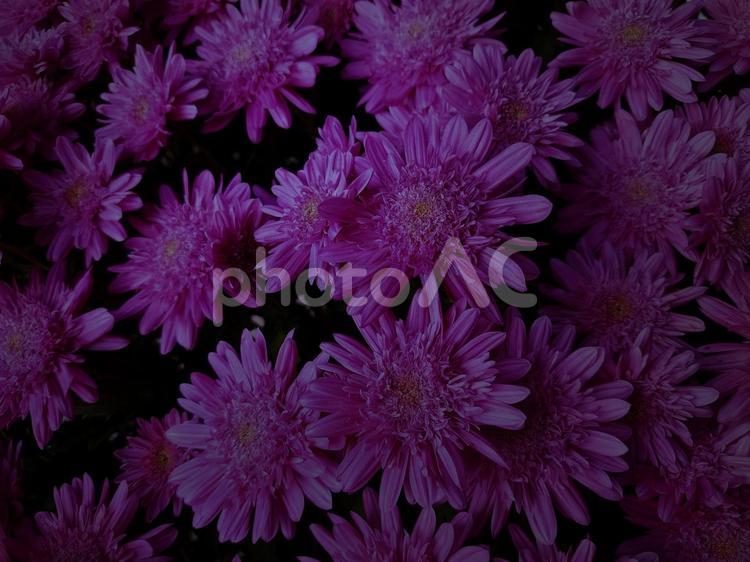 薄暗い場所に咲く赤い菊の花 ホラー,夜,停電の写真素材