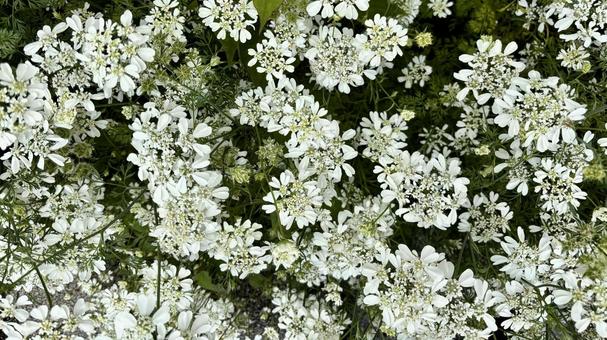 白いレースフラワーが美しく広がる花畑 白いレースフラワーが美しく広がる花畑 レースフラワー,オルラヤ,ホワイトレースフラワーの写真素材