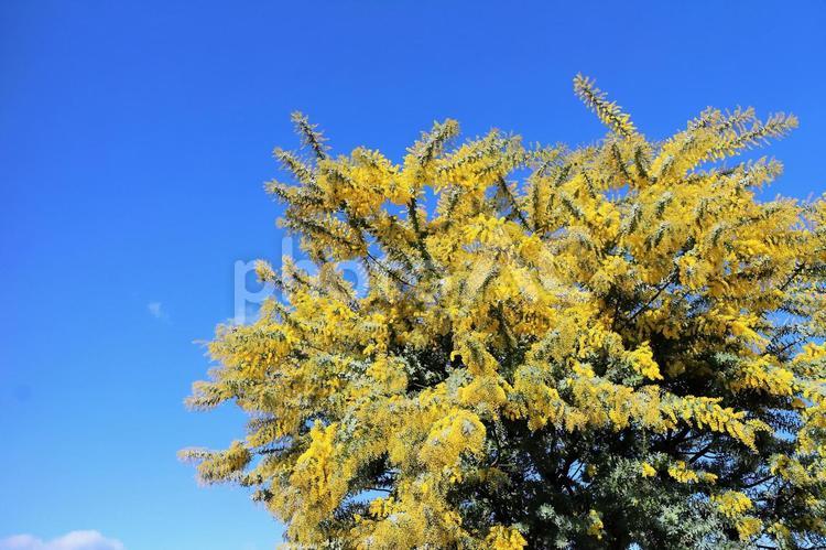 ミモザの黄色い花の咲くころ ミモザ,黄色い花,花の写真素材