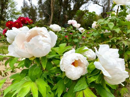 ボタンの花　白 牡丹,ボタン,ぼたんの写真素材