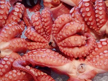 タコの足 タコの足の写真