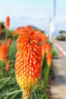 トリトマの写真素材 写真素材なら 写真ac 無料 フリー ダウンロードok