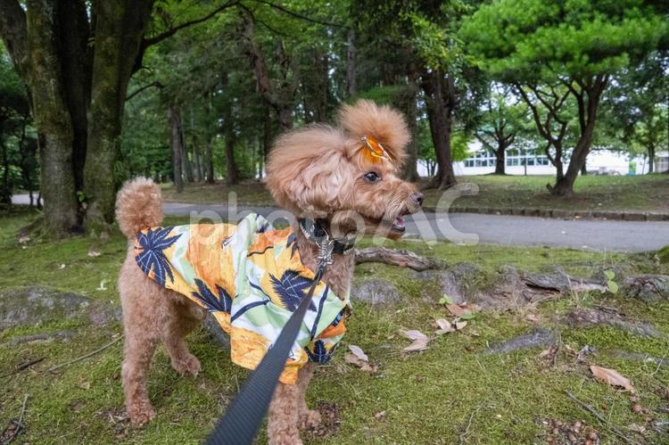 夏の公園で遊ぶトイプードル トイプードル,トイプー,夏の写真素材