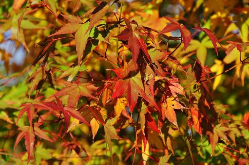 陽射しの中のイロハモミジ イロハモミジ,紅葉,葉の写真素材