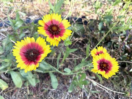 ガイラルディアの花 ガイラルディア,花,植物の写真素材
