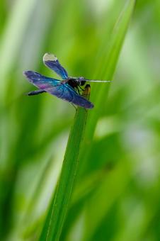 Butterfly dragonfly(61), JPG Butterfly dragonfly(61), JPG