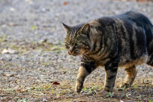 猫(302) 食肉目,ネコ科,動物の写真素材