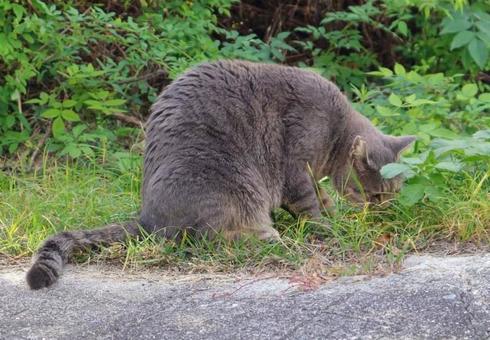 草を食む 猫,動物,生き物の写真素材