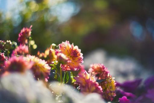 お日様を浴びるピンクの花 お日様を浴びるピンクの花の写真