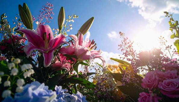 6月誕生花　ユリ、アジサイ、バーベナの写真