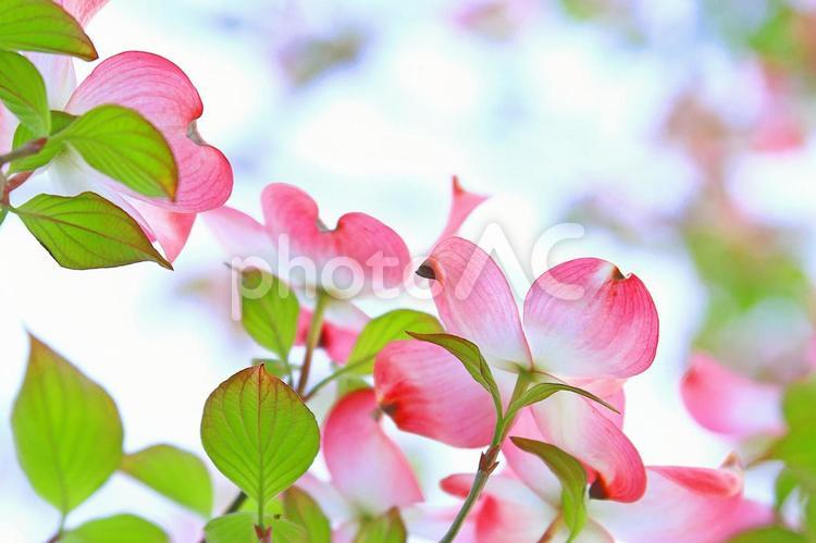 ハナミズキ　花水木のかわいいピンクの花 ハナミズキ,花水木,満開の写真素材