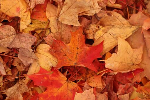 落ち葉の絨毯ーサトウカエデー 秋,赤,11月の写真素材