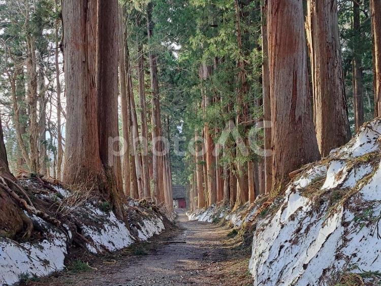 戸隠神社奥社へ続く圧巻の杉並木 長野県,戸隠,風景の写真素材