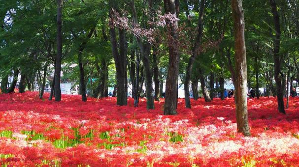 巾着田曼珠沙華公園・彼岸花の群生・日高市 巾着田曼珠沙華公園・彼岸花の群生・日高市 秋,巾着田,曼珠沙華公園の写真素材