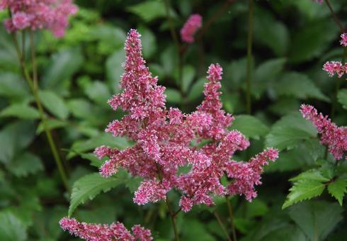 アスチルベの写真